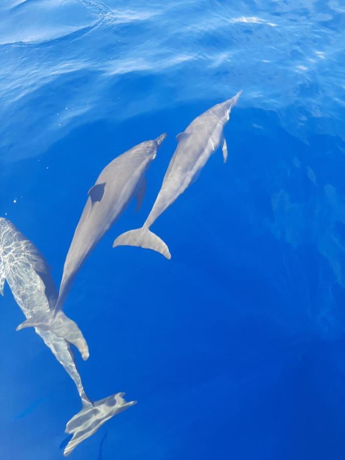 Blue Shark Divers Bunaken Exterior photo