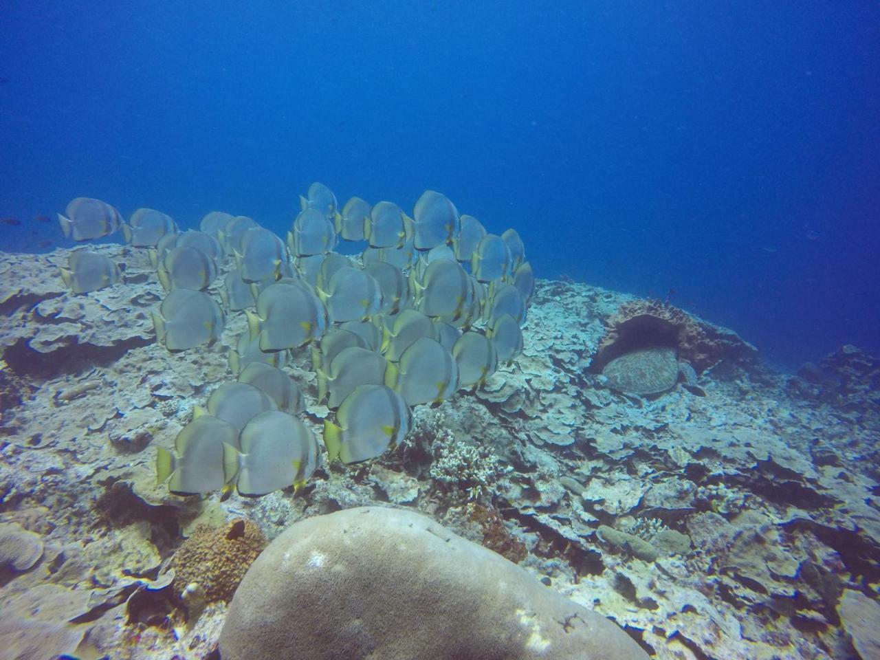 Blue Shark Divers Bunaken Exterior photo
